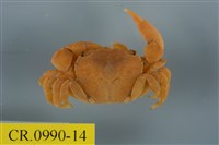藏品(平背蜞)的圖片